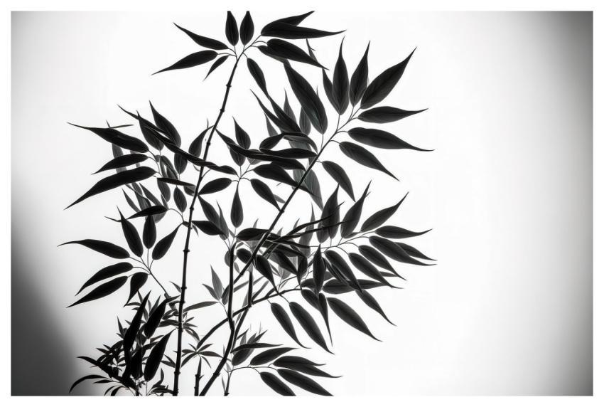 Bamboo Leaves 4K Wallpaper 1920X1080 Mac Wallpaper