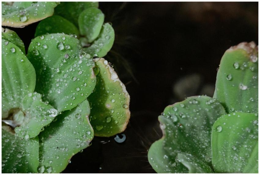 Detailed close-up of water lettuce plants glisteni