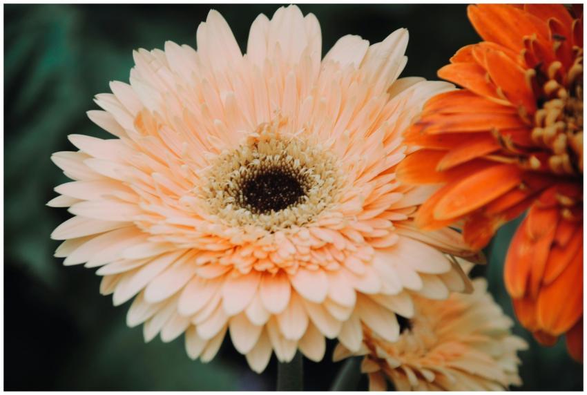 Beautiful close-up of blooming orange and peach Ge