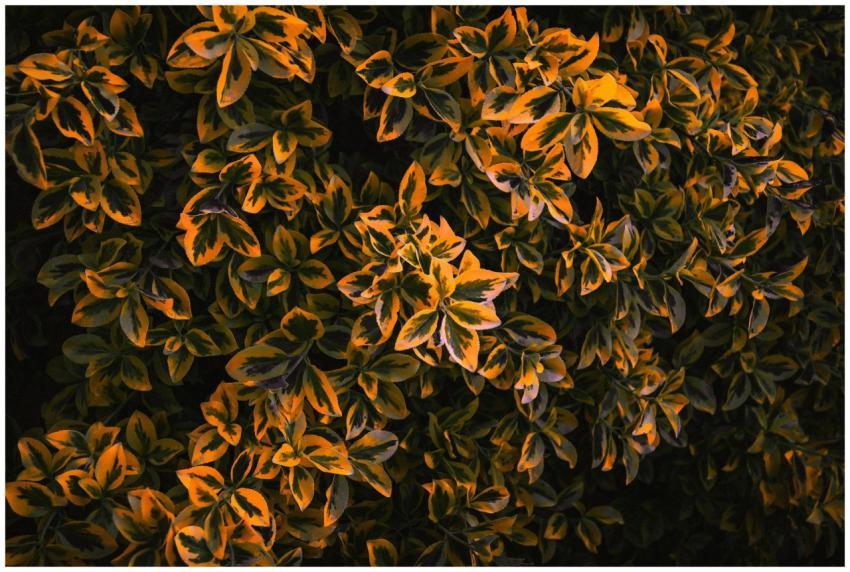 A close-up view of variegated plant leaves illumin