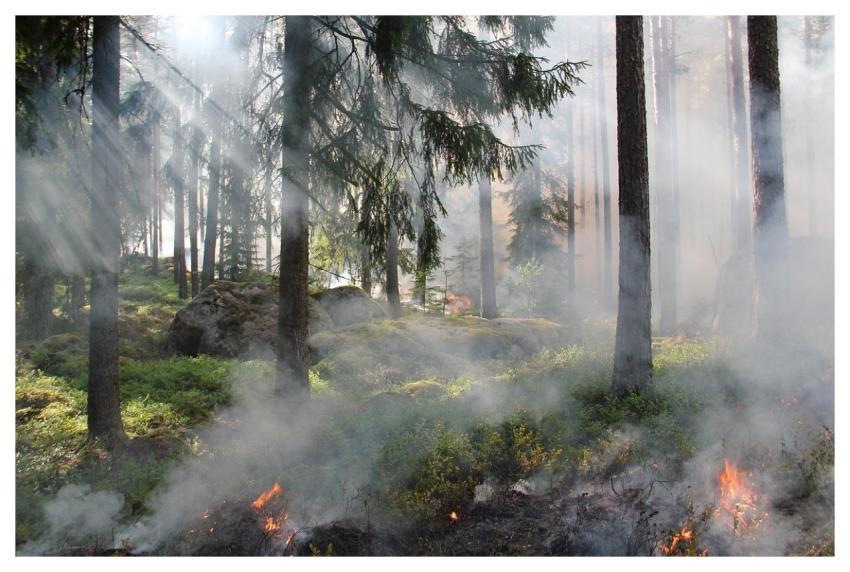 The Ugly Swamp Nature Nature Reserve Burning