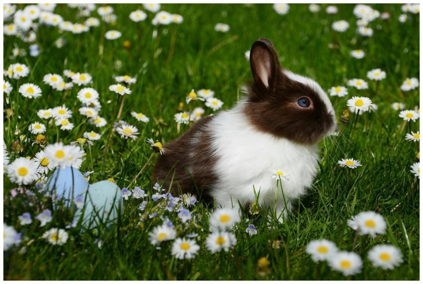 Adorable brown and white bunny sitting among daisi