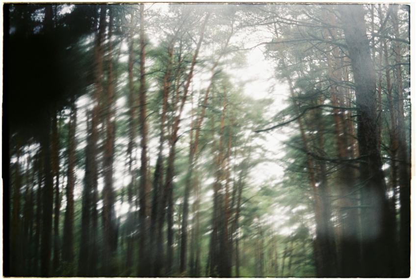 Mysterious blurred forest scene creating an ethere