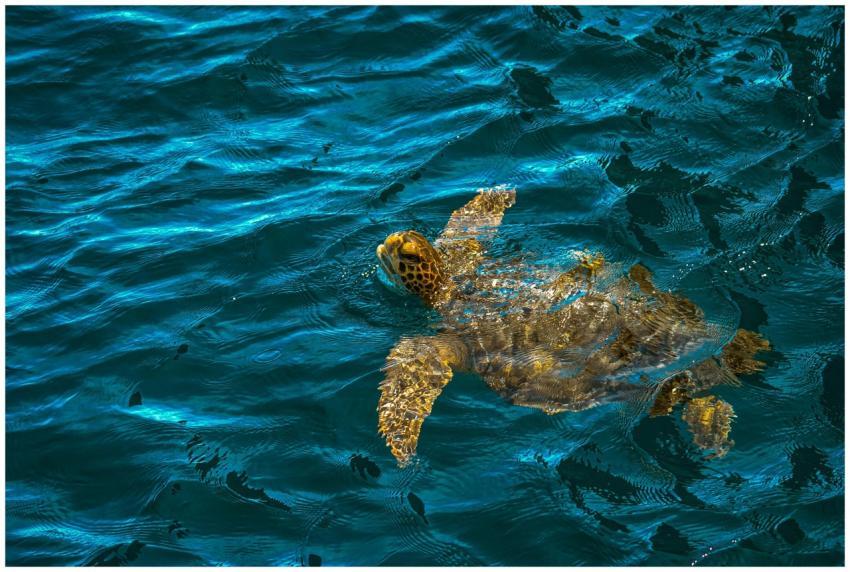 A vibrant image of a green sea turtle swimming in