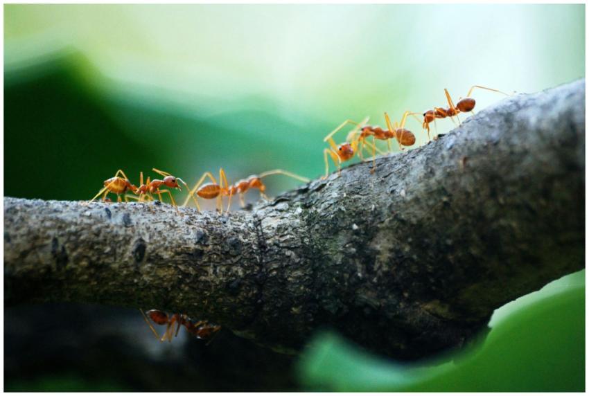 Close-up view of weaver ants working together on a