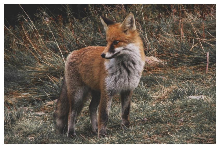 Fox Wild Animal Nature