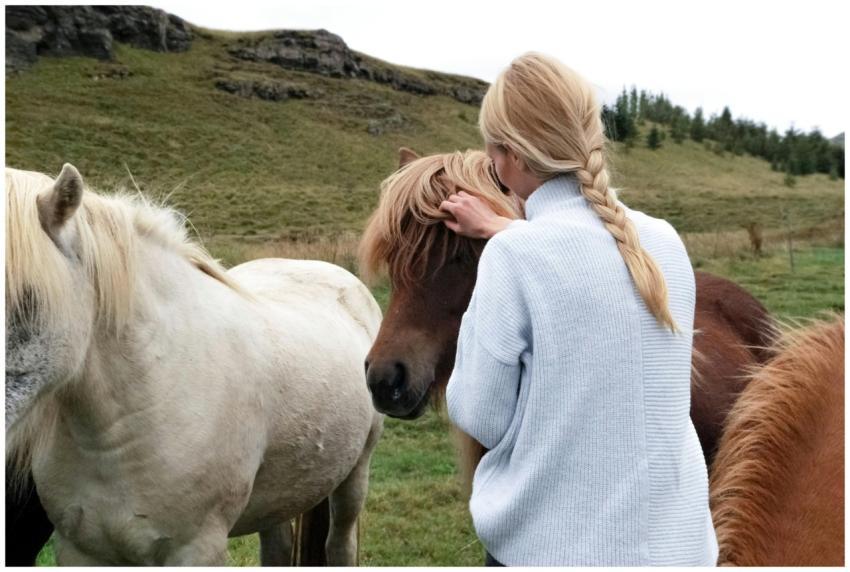 A woman with a braid lovingly caresses horses in a