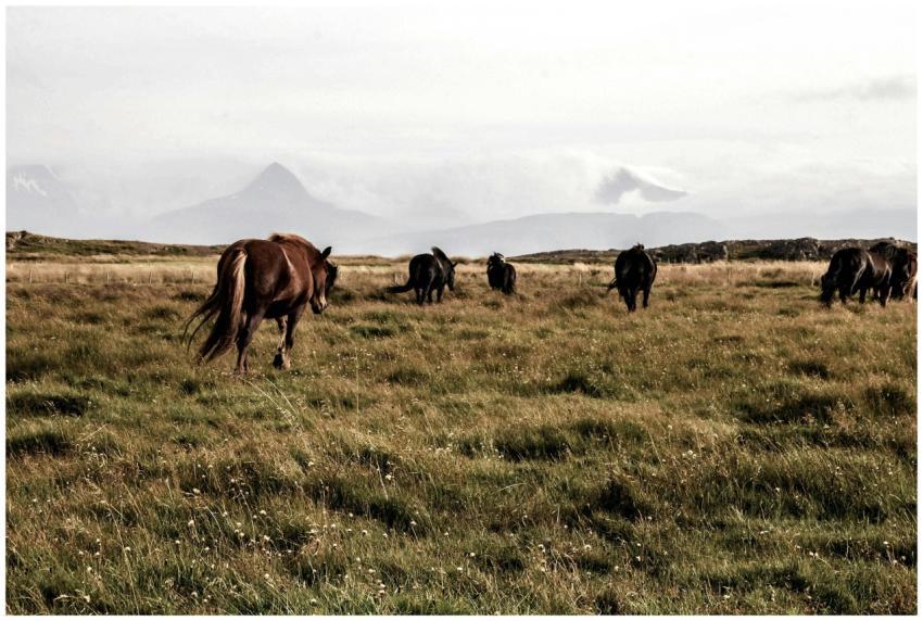 Herd of horses grazing on a vast, green pasture wi