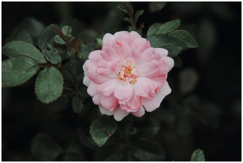 A beautiful pink rose blossom captured in a lush H