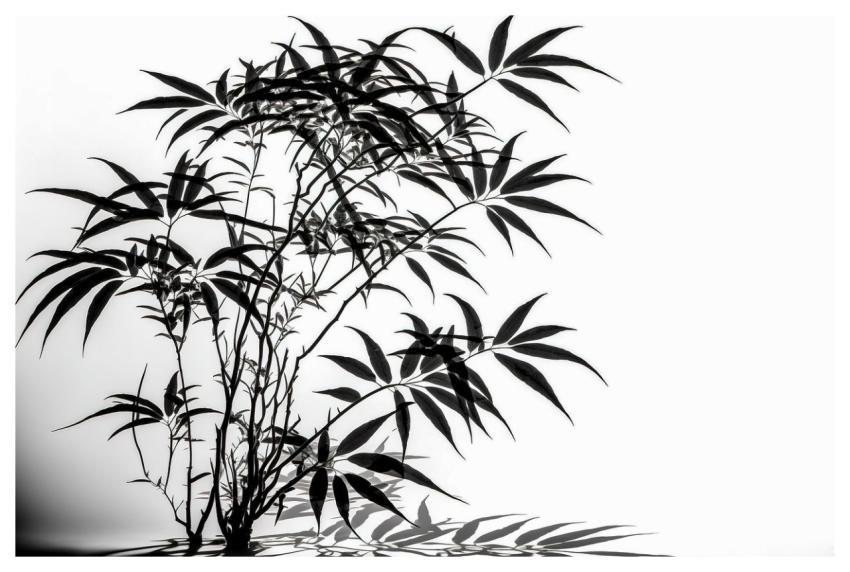 Bamboo Leaves Full Hd Wallpaper Hd Wallpaper