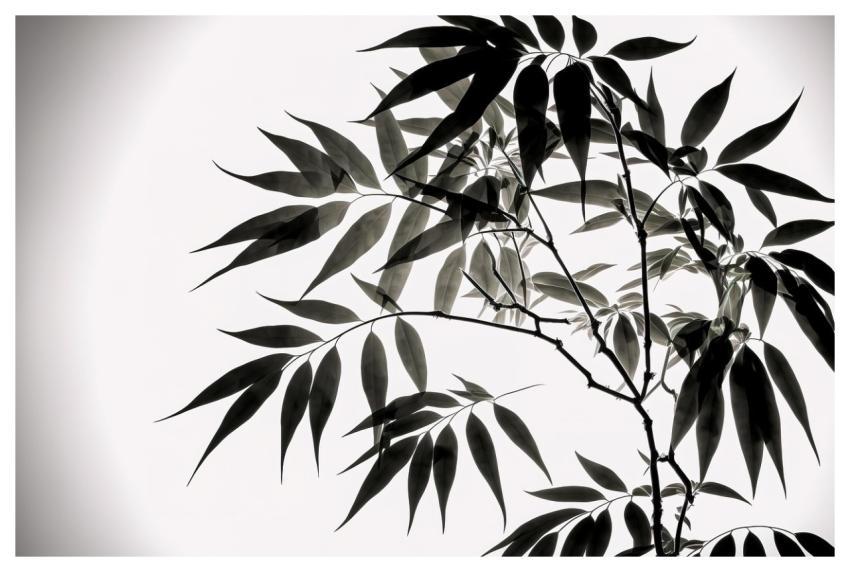 Bamboo Nature Background Floral Background 4K Wall