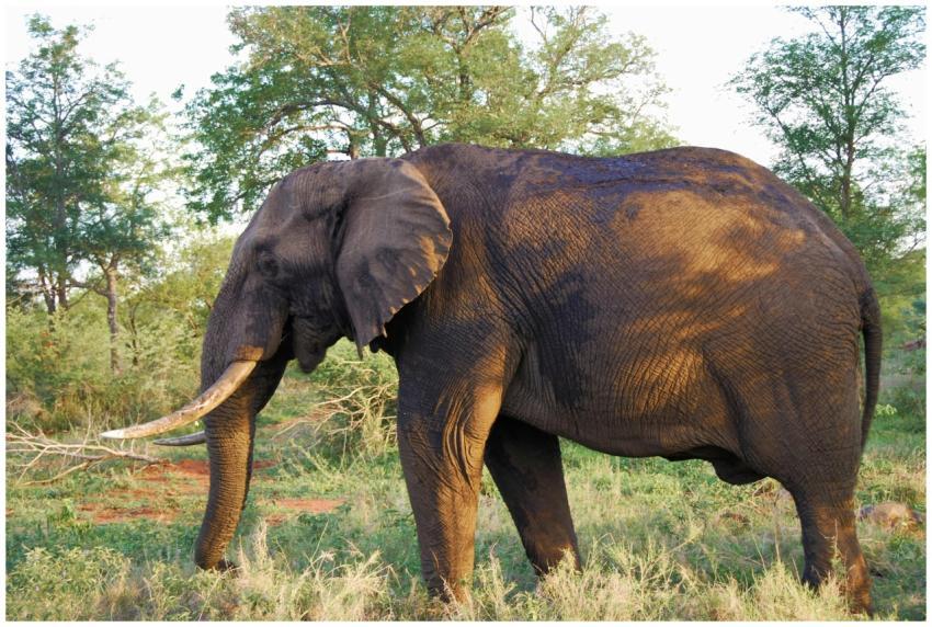 Side profile of a large African elephant standing