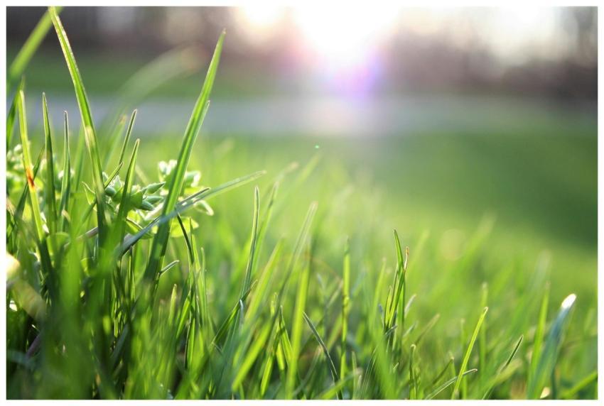 Macro shot of lush green grass with sunlight creat