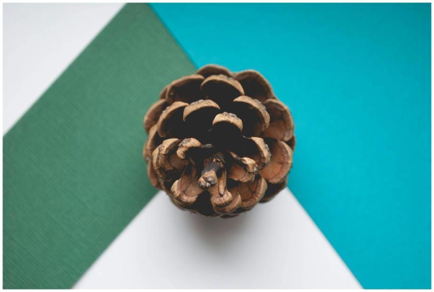 A pine cone displayed artfully on a blue and green