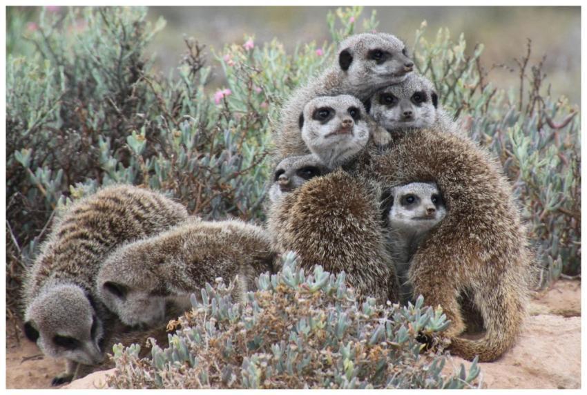 A group of meerkats clustered together in a lush,