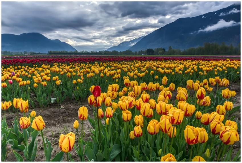 Colorful tulip fields under dramatic skies with mo