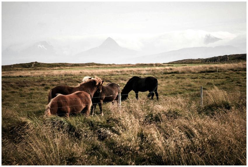 Group of horses grazing in a vast, scenic pasture