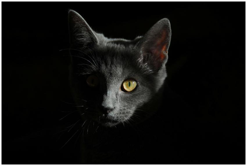 A captivating close-up of a gray cat with striking
