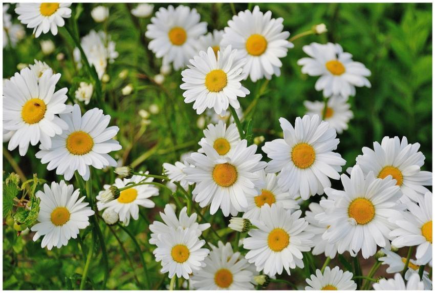 Vibrant cluster of white daisies blooming in a lus