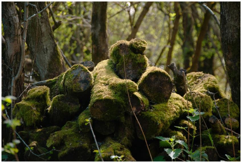 Free stock photo of moss growth