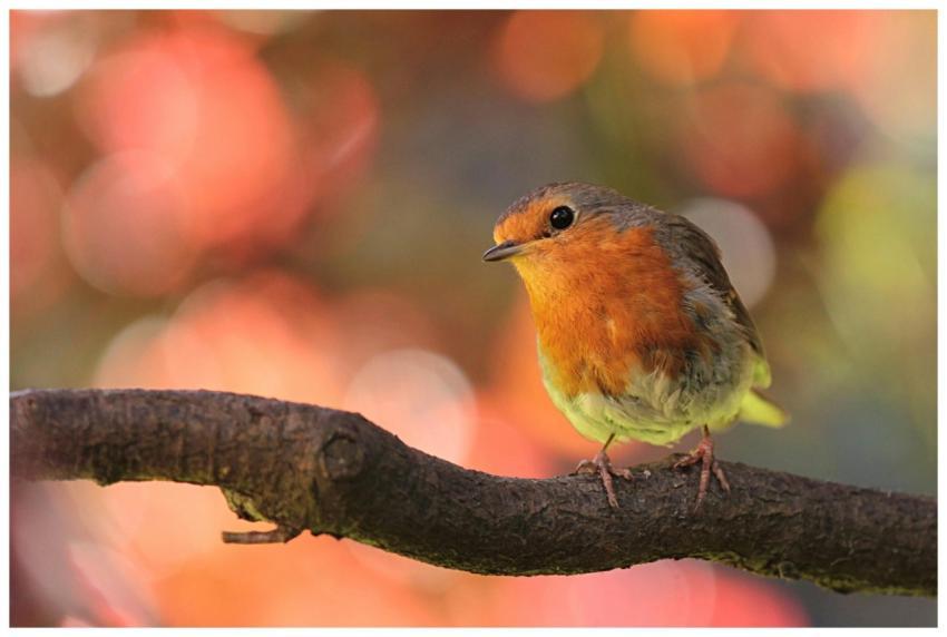 Vibrant image of a European Robin on a branch with