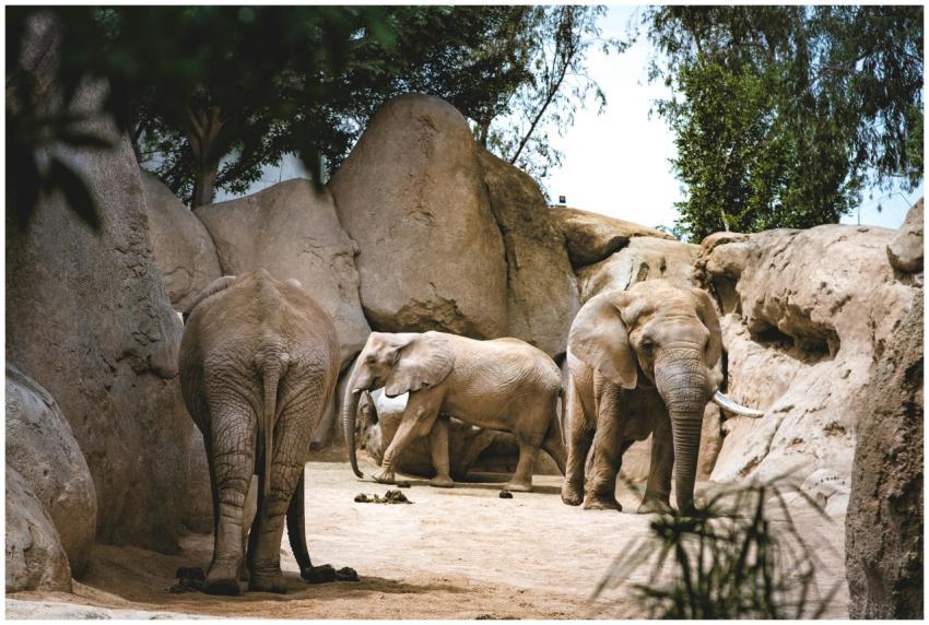 Group of African elephants walking in a rocky, nat