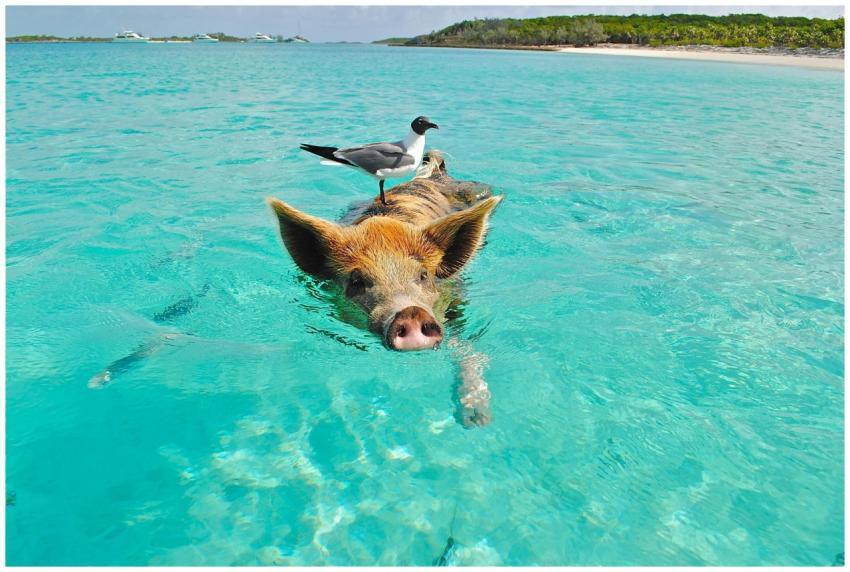 Pig swimming in crystal-clear ocean with a seagull
