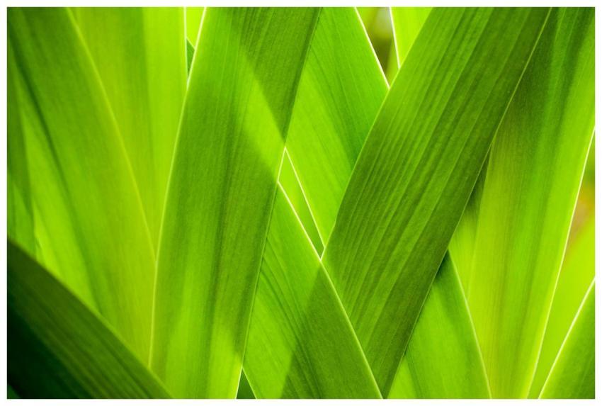 Close-up of lush green leaves showcasing vibrant c