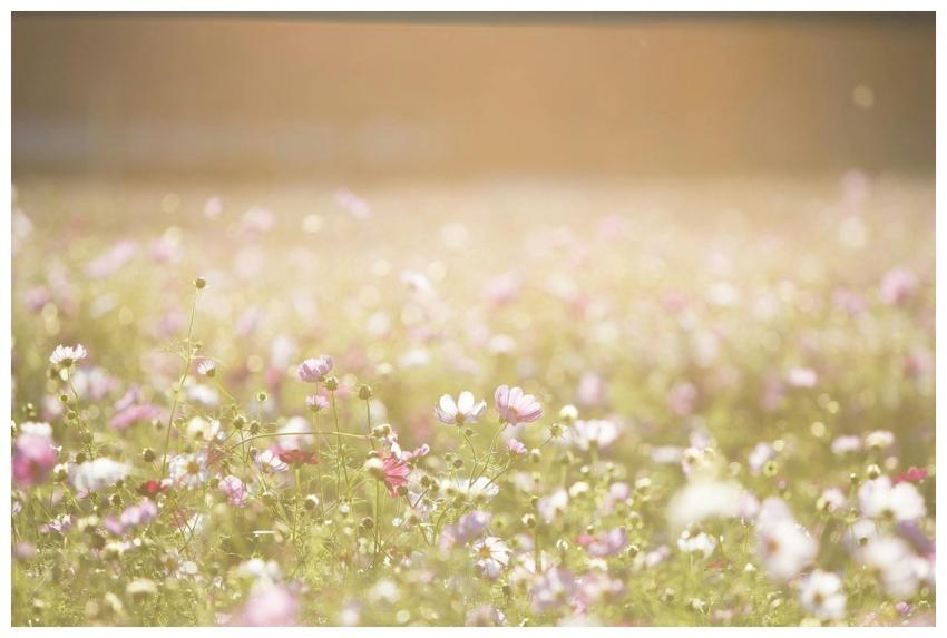 A serene view of a sunlit wildflower field capturi