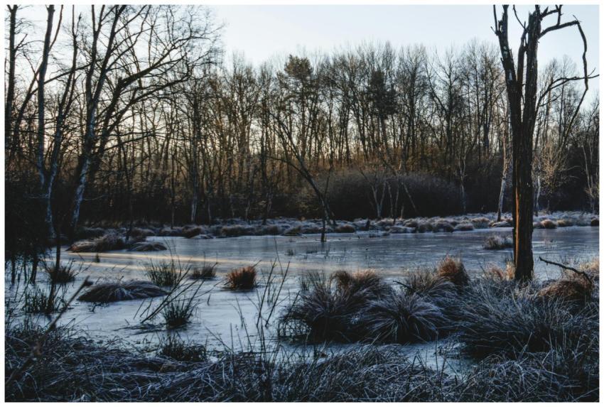 A tranquil winter scene featuring a frosty pond su