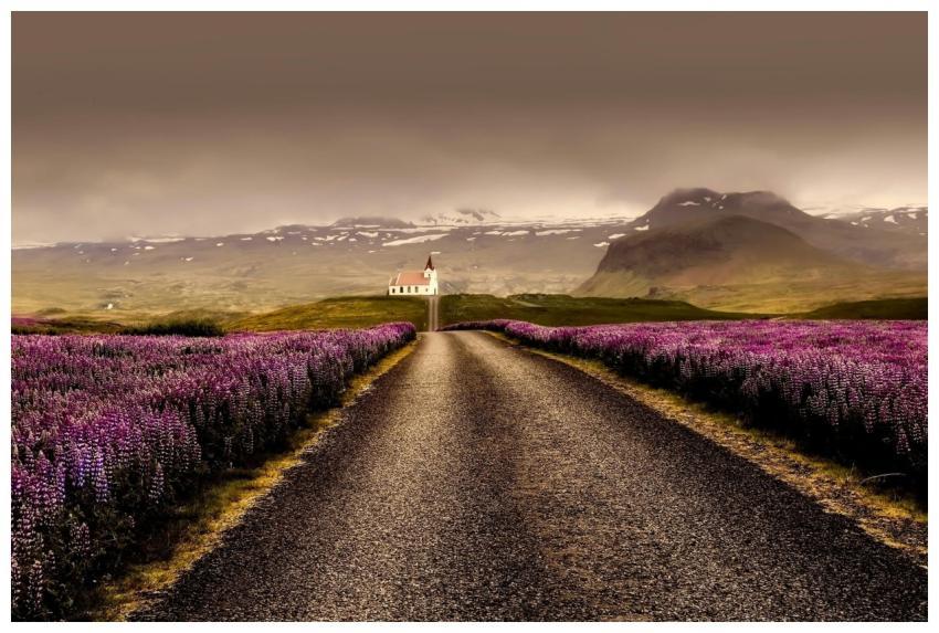 Beautiful rural road leading through blooming purp