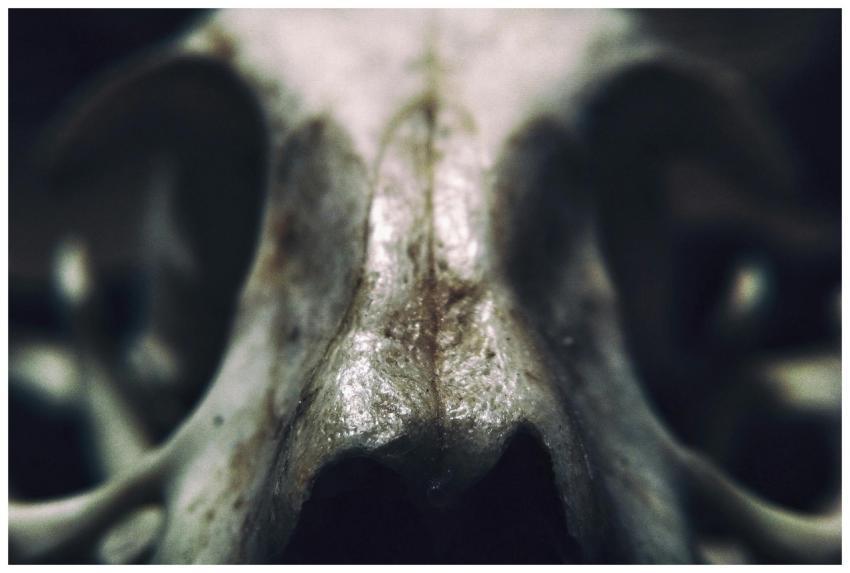 Detailed macro shot focusing on the surface textur