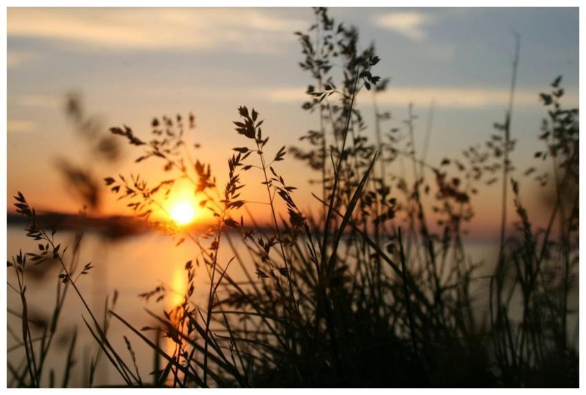 Peaceful view of grass silhouette with a vibrant s