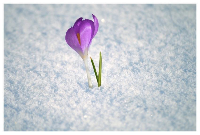 Crocus Crocus Flower Snow Harbinger Of Spring