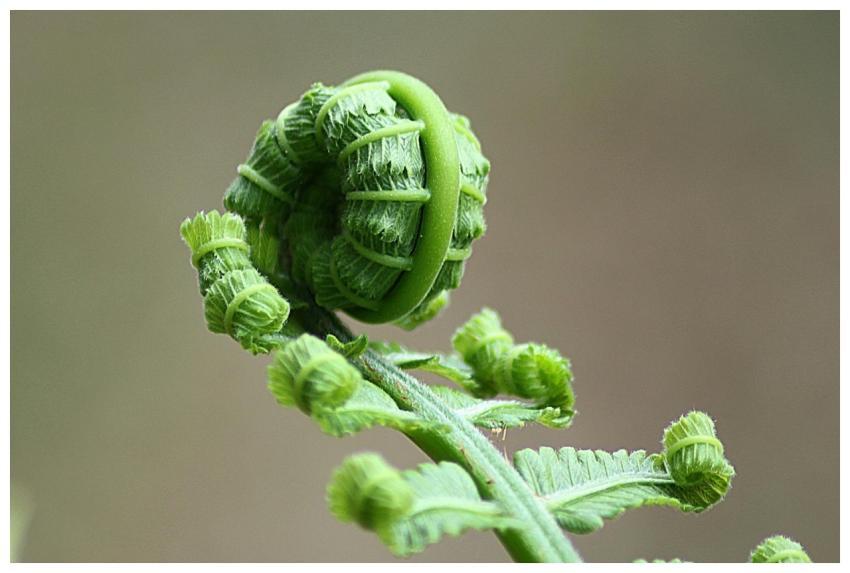 Detailed macro shot of a fern frond unfurling, sho
