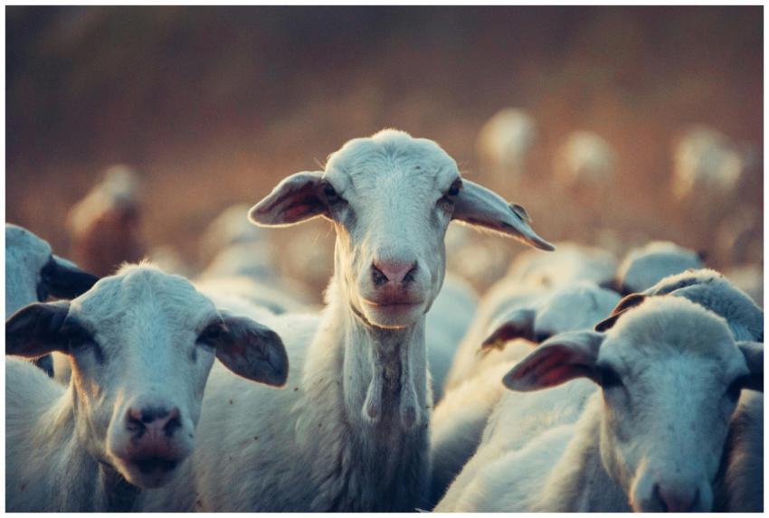 A close-up image of a goat amidst a herd in a rura