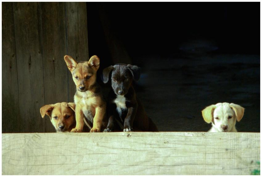 Four curious puppies peeking over a wooden fence,
