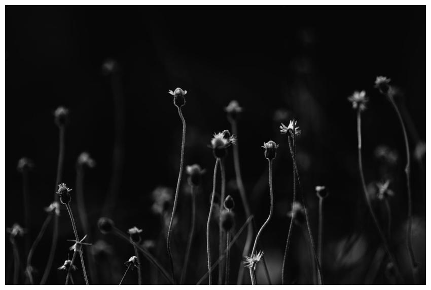 Elegantly captured black and white silhouettes of