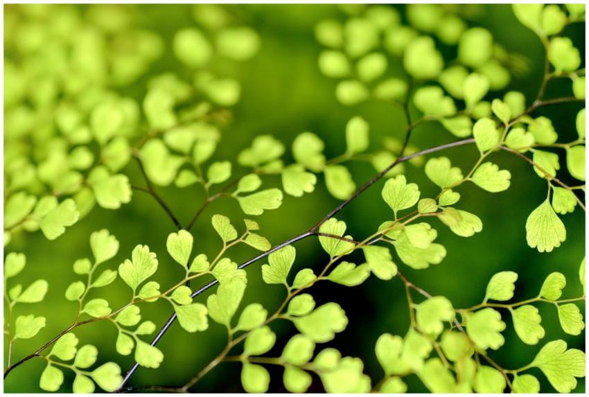 A detailed photograph of lush green fern leaves sh