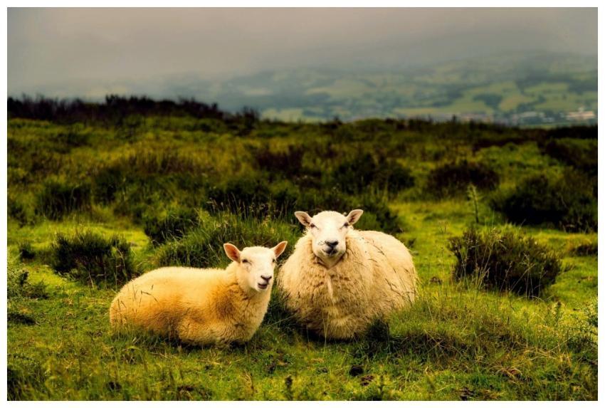 A serene countryside view with sheep grazing in a