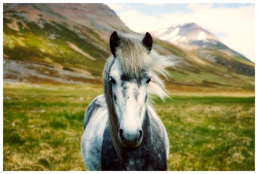 A beautiful horse in a vibrant green pasture with
