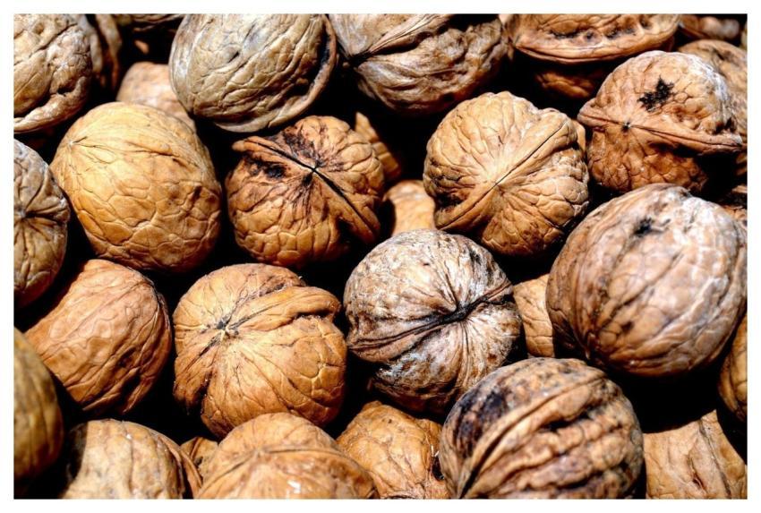 Walnut Walnuts Food Shell