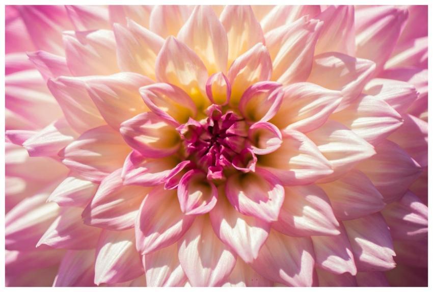 A detailed close-up of a blooming pink dahlia flow