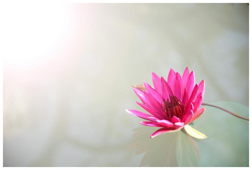 A bright pink lotus flower floating peacefully on