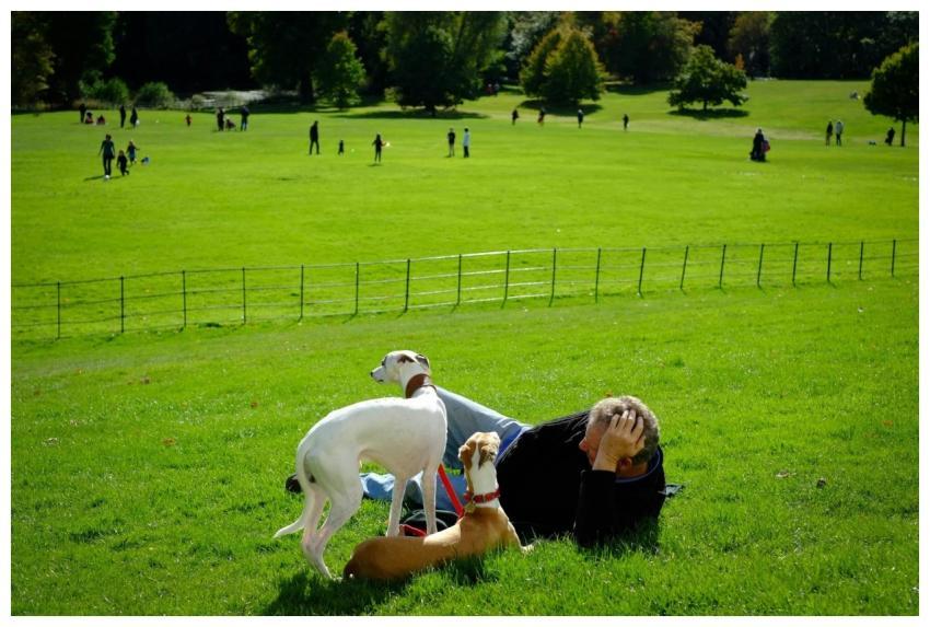 A serene outdoor scene with a man and his dogs enj
