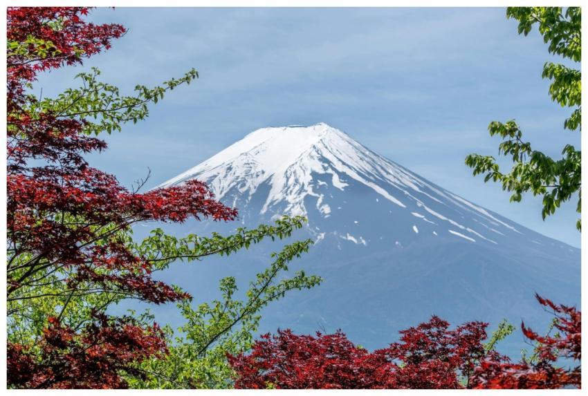 Stunning view of Mount Fuji framed by colorful fol