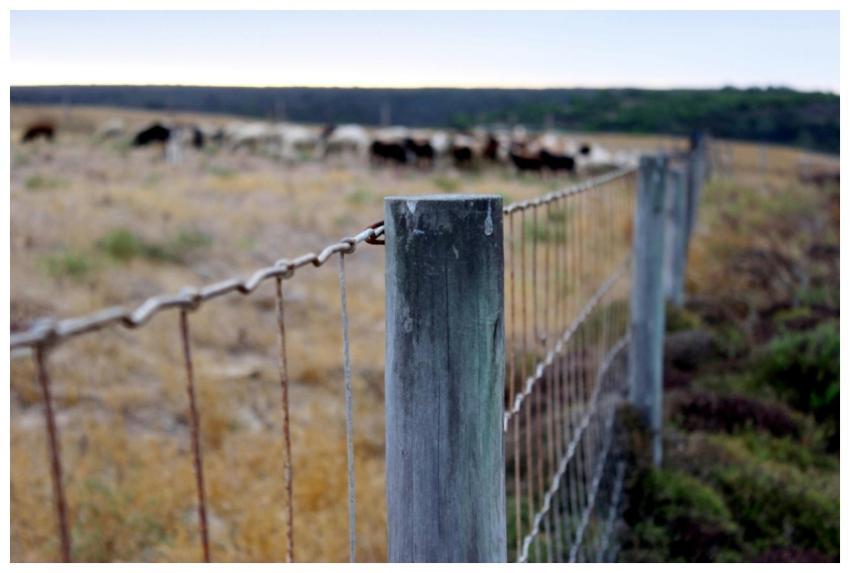 A peaceful farm scene with a wooden fence and dist