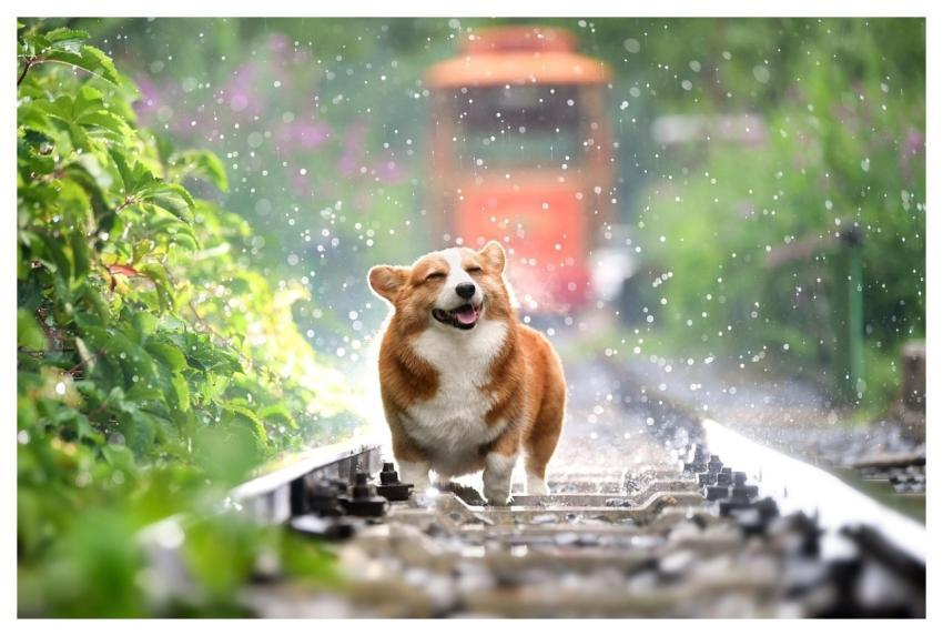 Corgi Nature Dog Pet