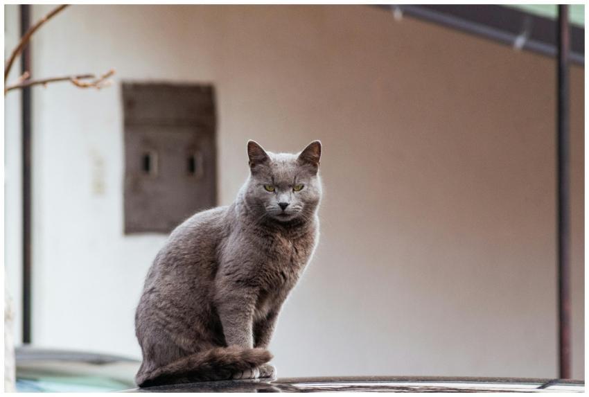 A sleek gray cat sits gracefully outdoors in Ohrid