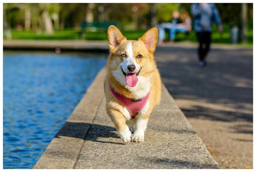 Cute corgi walking joyfully by the pond in the par